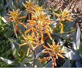Aloe.striata x maculata.jpg (36364 bytes)
